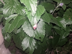 Pyrausta inornatalis