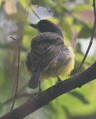 Pachycephala vitiensis
