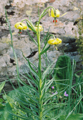 Lilium pyrenaicum
