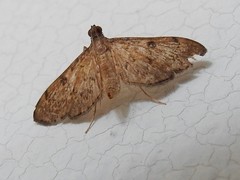 Tatobotys
