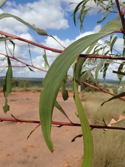 Acacia crassa