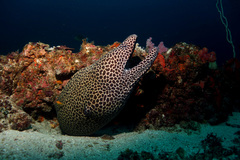 Gymnothorax favagineus
