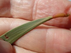 Acacia crassa