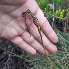 Brownleea recurvata