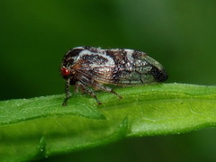 Smiliini