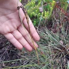 Brownleea recurvata