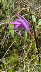 Arethusa bulbosa