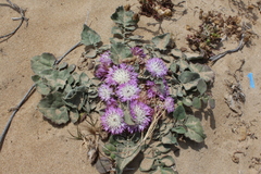 Centaurea pumilio