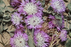 Centaurea pumilio