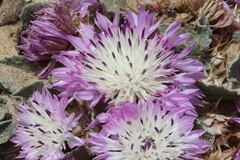 Centaurea pumilio