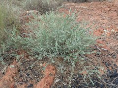 Phyllanthus carpentariae