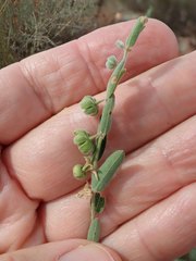 Phyllanthus carpentariae
