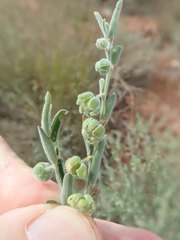 Phyllanthus carpentariae
