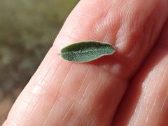 Phyllanthus carpentariae