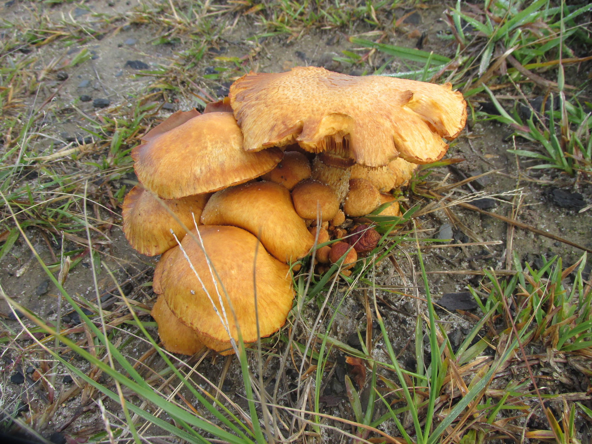 Gymnopilus junonius image