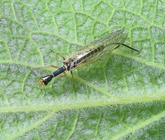 Raphidiidae