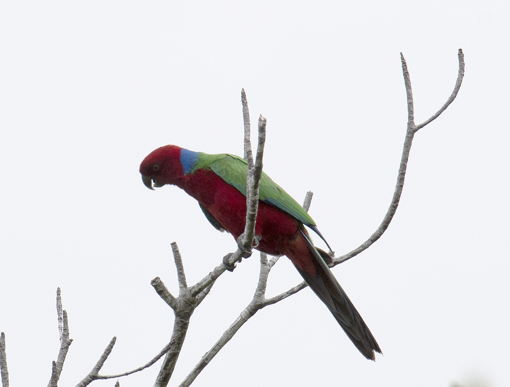 Crimson Shining-Parrot photo