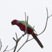 Crimson Shining-Parrot - Photo (c) Keith Martin-Smith, some rights reserved (CC BY-NC-SA), uploaded by Keith Martin-Smith
