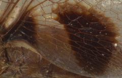 Tramea transmarina intersecta