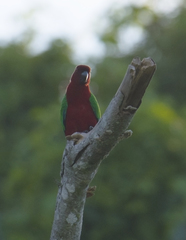 Prosopeia splendens