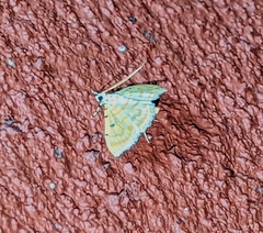 Notarcha quaternalis