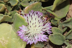 Centaurea pumilio
