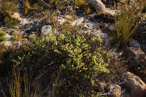 Image of Rafnia capensis by (c) Tony Rebelo, some rights reserved (CC BY-SA)
