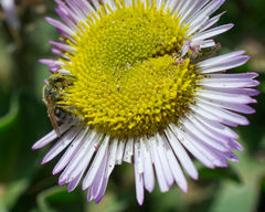 Lasioglossum pavonotus