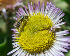 Lasioglossum pavonotus