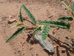Seringia corollata
