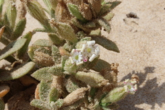 Silene succulenta