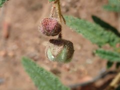 Seringia corollata