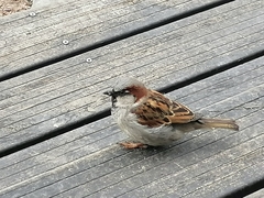 Passer domesticus