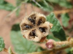 Seringia corollata