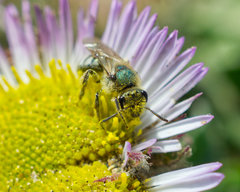 Lasioglossum pavonotus