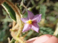 Seringia corollata