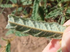 Seringia corollata
