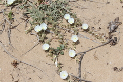 Convolvulus secundus