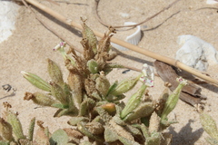 Silene succulenta