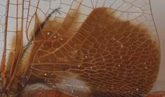 Tramea loewii