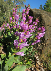Penstemon barrettiae