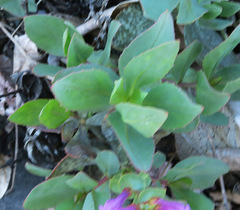 Penstemon barrettiae