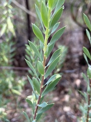 Styphelia triflora