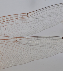 Tramea loewii