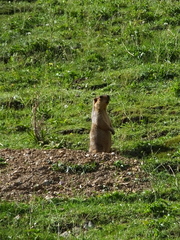 Marmota himalayana