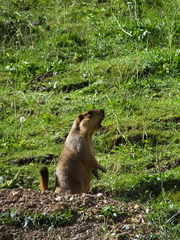 Marmota himalayana