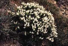 Veronica venustula