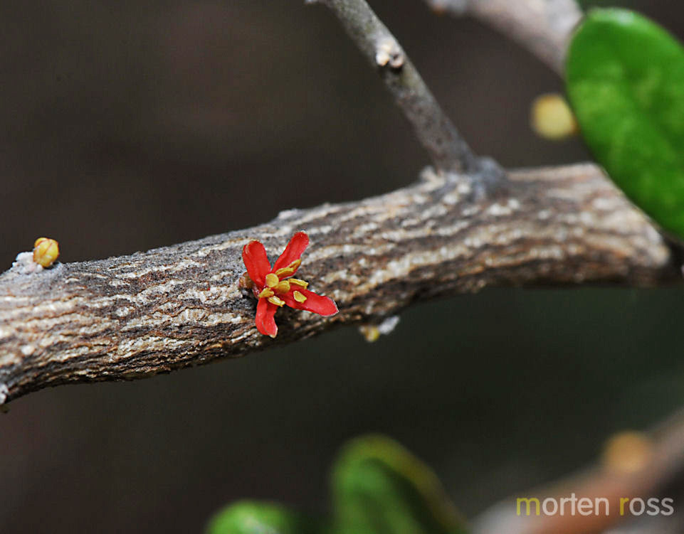 Galápagos bitterbush