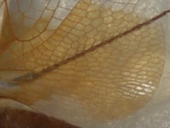 Tramea loewii