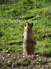 Marmota himalayana